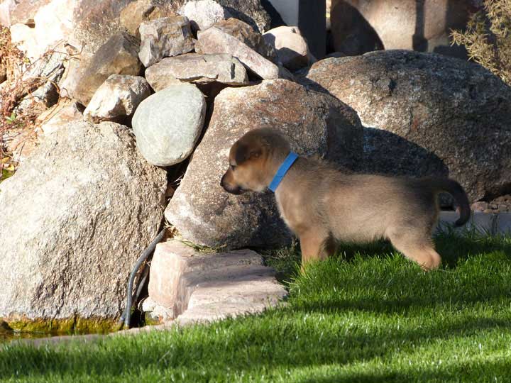 chinook dog